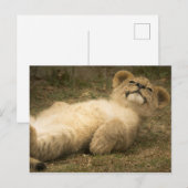 Löwe könnte niedliche komische Relax psychische Ge Postkarte (Vorne/Hinten)