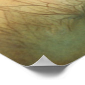 Löwe Liebe 1 Poster (Ecke)