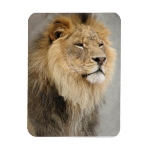 Löwe-Liebhaber-König des Dschungels Magnet