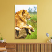 Löwe liegt auf einem Felsen Leinwanddruck (Insitu (Wohnzimmer))