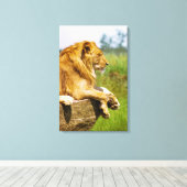 Löwe liegt auf einem Felsen Leinwanddruck (Insitu (Holzboden))