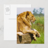 Löwe liegt auf einem Felsen Postkarte (Vorne/Hinten)