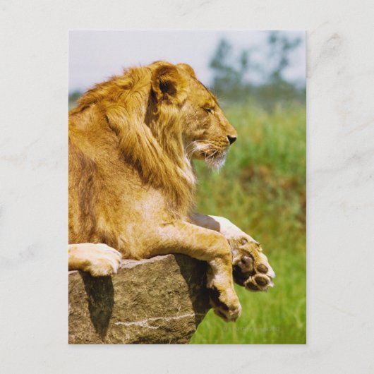 Löwe liegt auf einem Felsen Postkarte (Vorderseite)