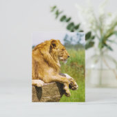 Löwe liegt auf einem Felsen Postkarte (Stehend Vorderseite)