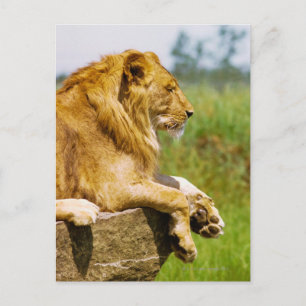 Löwe liegt auf einem Felsen Postkarte