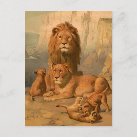 Löwe, Löwin und Junge Postkarte (Vorderseite)