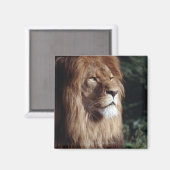 Löwe Magnet (Vorderseite/Rückseite)