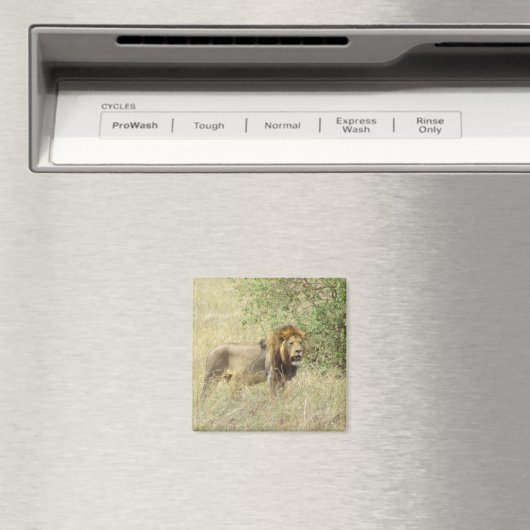 Löwe Magnet (In Situ (Geschirrspüler))