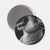 Löwe Magnet (Vorderseite/Rückseite)