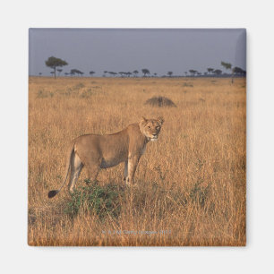 Löwe Magnet
