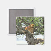 Löwe Magnet (Vorderseite/Rückseite)