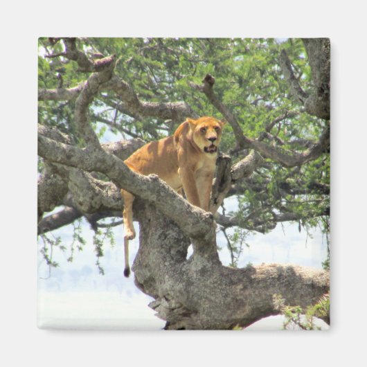 Löwe Magnet (Vorne)