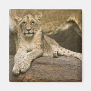 Löwe Magnet
