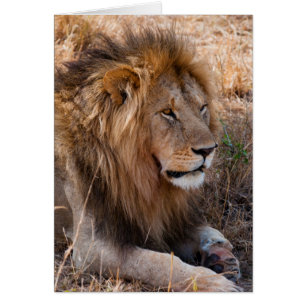 Löwe Masai-Mara-Nationalreservat, Kenia