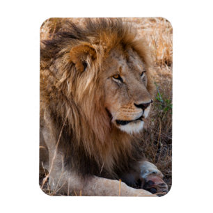 Löwe Masai-Mara-Nationalreservat, Kenia Magnet