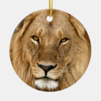 Löwe mit der großen Mähne