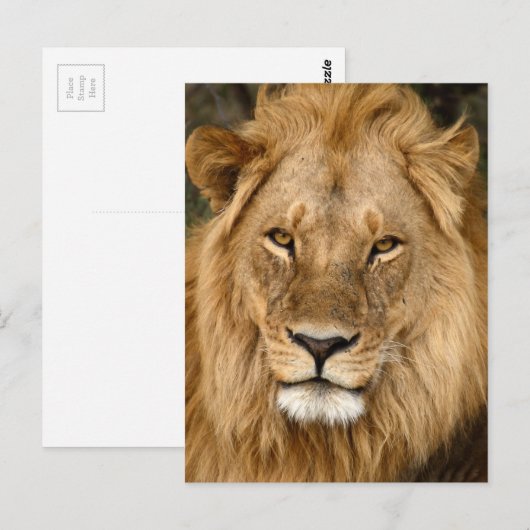 Löwe mit großer Mane Postkarte (Vorne/Hinten)