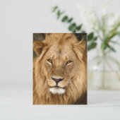 Löwe mit großer Mane Postkarte (Stehend Vorderseite)