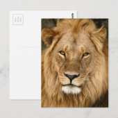 Löwe mit großer Mane Postkarte (Vorne/Hinten)