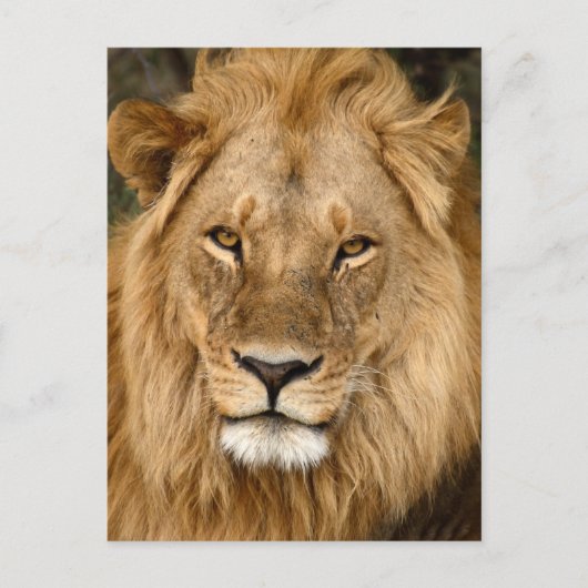 Löwe mit großer Mane Postkarte (Vorderseite)