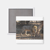 Löwe mit juckender Schulter, Sambia Magnet (Vorderseite/Rückseite)