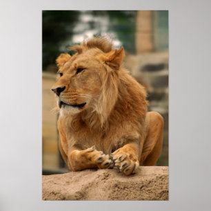 Löwe mit Punkerfrisur Poster