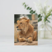 Löwe mit Punkerfrisur Postkarte (Stehend Vorderseite)