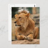 Löwe mit Punkerfrisur Postkarte (Vorne/Hinten)