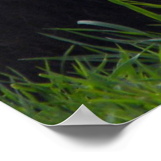 Löwe mit schönem Manposter Poster (Ecke)