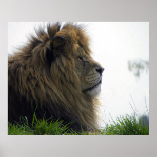 Löwe mit schöner Mähne Poster
