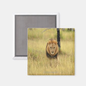 Löwe (Panthera leo), der in einem Wald spaziert, Magnet (Vorderseite/Rückseite)