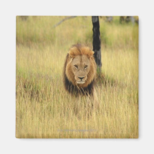 Löwe (Panthera leo), der in einem Wald spaziert, Magnet (Vorne)
