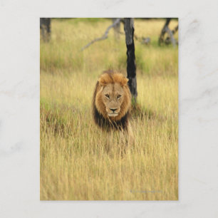 Löwe (Panthera leo), der in einem Wald spaziert, Postkarte