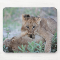 Löwe (Panthera leo), die Mütter beißen,