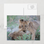 Löwe (Panthera leo), die Mütter beißen, Postkarte (Vorne/Hinten)