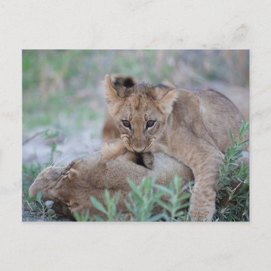 Löwe (Panthera leo), die Mütter beißen, Postkarte (Vorderseite)