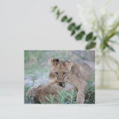 Löwe (Panthera leo), die Mütter beißen, Postkarte (Stehend Vorderseite)