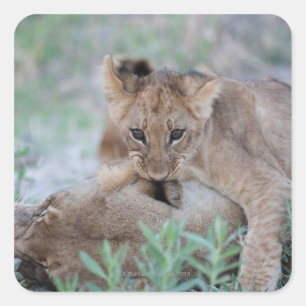 Löwe (Panthera leo), die Mütter beißen, Quadratischer Aufkleber