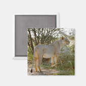 Löwe, Panthera leo, Kgalagadi Magnet (Vorderseite/Rückseite)
