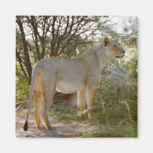 Löwe, Panthera leo, Kgalagadi Magnet (Vorne)