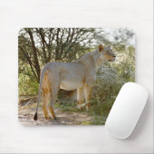 Löwe, Panthera leo, Kgalagadi Mousepad (Mit Mouse)