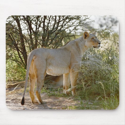 Löwe, Panthera leo, Kgalagadi Mousepad (Vorne)