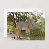 Löwe, Panthera leo, Kgalagadi Postkarte (Vorne/Hinten)