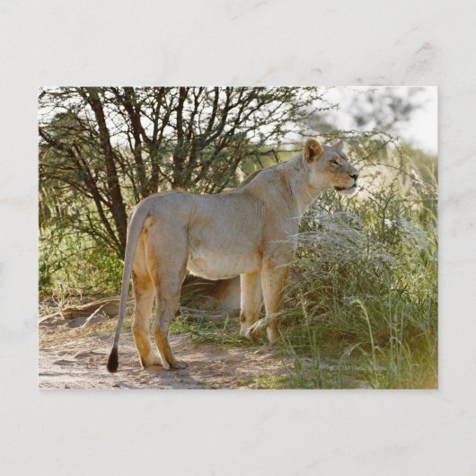 Löwe, Panthera leo, Kgalagadi Postkarte (Vorderseite)