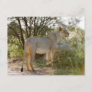 Löwe, Panthera leo, Kgalagadi Postkarte