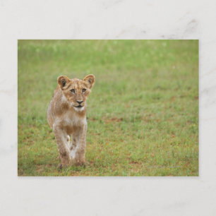 Löwe, Panthera leo, Kgalagadi Transborder Postkarte