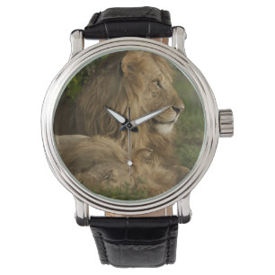 Löwe, Panthera leo, Lower Mara, Masai Mara GR, Armbanduhr