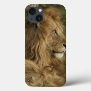 Löwe, Panthera leo, Lower Mara, Masai Mara GR, Case-Mate iPhone Hülle