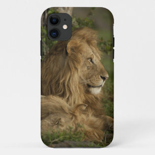Löwe, Panthera leo, Lower Mara, Masai Mara GR, Case-Mate iPhone Hülle