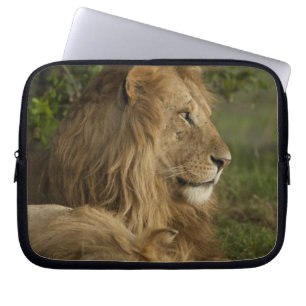 Löwe, Panthera leo, Lower Mara, Masai Mara GR, Laptopschutzhülle